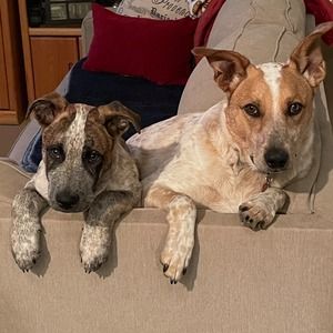 Meet your Posher, Simon